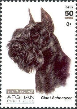 Colnect-543-722-Giant-Schnauzer-Canis-lupus-familiaris.jpg