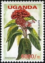 Colnect-1716-540-Ixora-hybrida.jpg