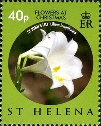 Colnect-1705-899-St-John-s-lily-Lilium-longiflorum.jpg