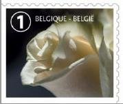 Colnect-4274-768-White-Rose-Left--Bottom-Imperforate.jpg