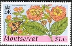 Colnect-1530-064-Wild-Sage-Lantana-camara.jpg