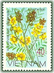 Colnect-1626-948-Yellow-sena-Cassia-multijuga.jpg