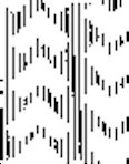 Colnect-5044-284-Panax-schin-seng-Nees-back.jpg