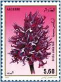 Colnect-1748-140-Orchis-simia.jpg