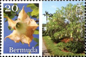 Colnect-4279-570-Datura-aurea.jpg