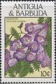 Colnect-1952-511-Jacaranda.jpg