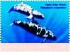 Colnect-6436-361-Kiler-whales.jpg