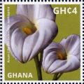 Colnect-3665-721-Arum-lily.jpg