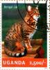 Colnect-4021-328-Bengal-cat.jpg