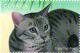 Colnect-4863-462-Egyptian-Mau.jpg