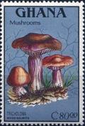 Colnect-2357-844-Wood-Belwits.jpg