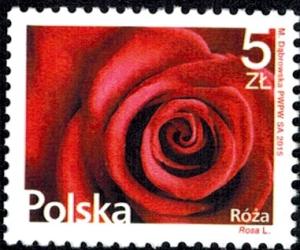 Colnect-2959-514-Rose-Rosa-L.jpg