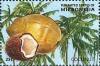 Colnect-5473-559-Coconut.jpg