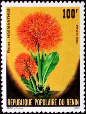 Colnect-2346-064-Haemanthus.jpg