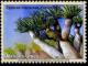 Colnect-2543-836-Dragon-Tree.jpg