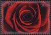 Colnect-2194-857-Red-Rose.jpg