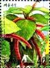 Colnect-2382-941-Acalypha-hispida.jpg