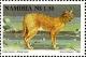 Colnect-5909-962-Caracal-Felis-caracal.jpg