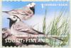 Colnect-603-454-White-Wagtail-Motacilla-alba.jpg