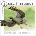 Colnect-2606-267-Greylag-Goose-Anser-anser.jpg