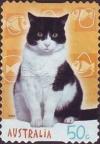 Colnect-455-897-Black-and-white-Shorthair-Cat--Ezzie--Felis-silvestris-catu.jpg