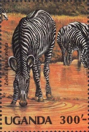 Colnect-2994-892-Mountain-Zebra-Equus-zebra.jpg
