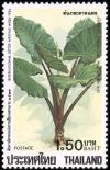 Colnect-2340-196-Alocasia-indica.jpg