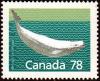 Colnect-2384-737-Beluga-Whale-Delphinapterus-leucas.jpg