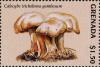 Colnect-3065-149-Calocybe-gambosum.jpg