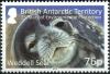 Colnect-3716-117-Weddell-Seal-Leptonychotes-weddelli.jpg