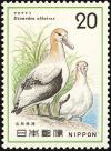 Colnect-818-080-Short-tailed-Albatross-Diomedea-albatrus.jpg