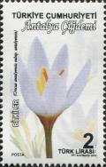 Colnect-5612-475-Crocus-Antalyensis-subsp-Antalyensis.jpg
