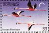 Colnect-1748-045-American-Flamingo-Phoenicopterus-ruber.jpg