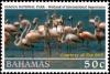 Colnect-3481-517-American-Flamingo-Phoenicopterus-ruber.jpg