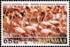 Colnect-3481-518-American-Flamingo-Phoenicopterus-ruber.jpg