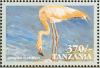 Colnect-3746-340-American-Flamingo-Phoenicopterus-ruber.jpg