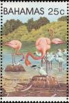 Colnect-862-664-Caribbean-Flamingo-Phoenicopterus-ruber.jpg