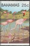 Colnect-862-666-Caribbean-Flamingo-Phoenicopterus-ruber.jpg