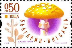 Colnect-2395-422-Amanita-citrina.jpg
