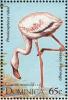 Colnect-1748-095-American-Flamingo-Phoenicopterus-ruber.jpg