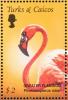 Colnect-1764-433-American-Flamingo-Phoenicopterus-ruber.jpg