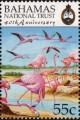 Colnect-3522-772-American-Flamingo-Phoenicopterus-ruber.jpg