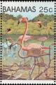 Colnect-862-665-Caribbean-Flamingo-Phoenicopterus-ruber.jpg