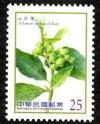 Colnect-1854-149-Solanum-verbascifolium.jpg