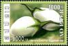 Colnect-2625-555-Eggplant-Solanum-melongena.jpg