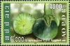 Colnect-2625-557-Eggplant-Solanum-melongena.jpg