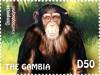 Colnect-3611-909-Chimpanzee-Pan-troglodytes.jpg