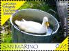 Colnect-708-623-Domestic-Duck-Anas-platyrhynchos-domestica.jpg