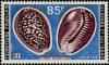 Colnect-792-996-Mauritius-Island-Cowrie-Cyprea-mauritiana.jpg