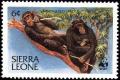 Colnect-1617-950-Chimpanzee-Pan-troglodytes.jpg